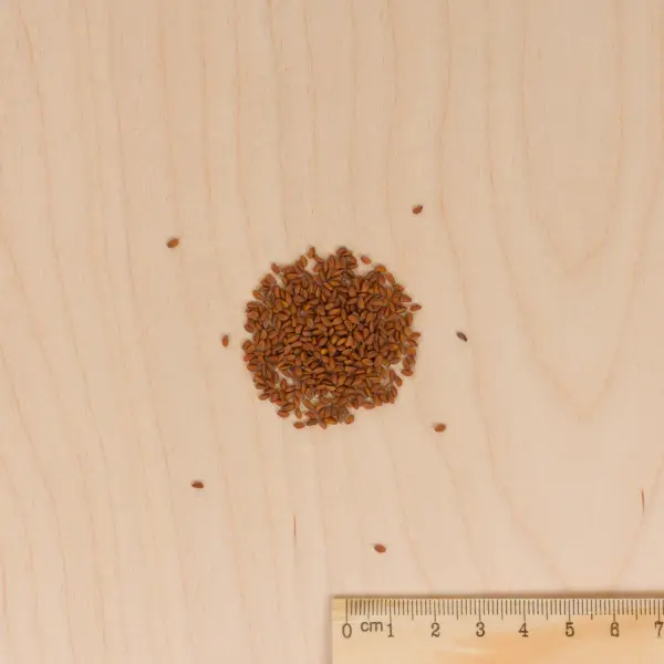 Potagères - Cresson de Jardin - BIO - MEDIA_3D